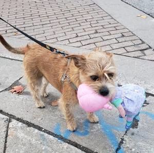 Meet your Posher, Barbara